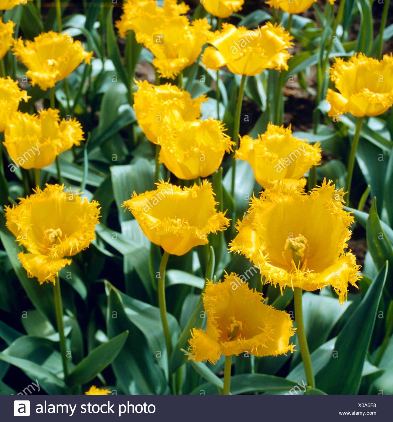 Hamilton Tulip High Resolution Stock Photography and Images Alamy